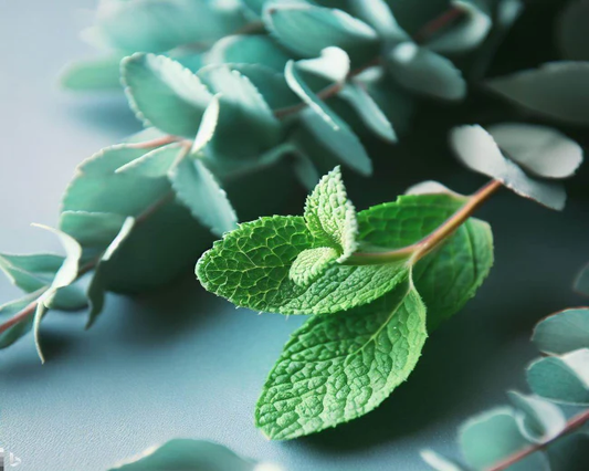 Spearmint + Eucalyptus